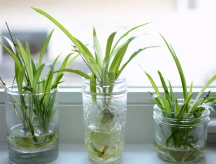 室内水培植物 室内水培植物