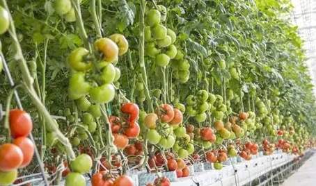 家庭種植番茄育苗