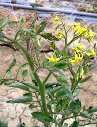 番茄葉子紫色原因 番茄葉子紫色原因