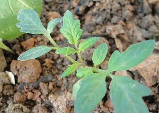 小番茄育苗方法