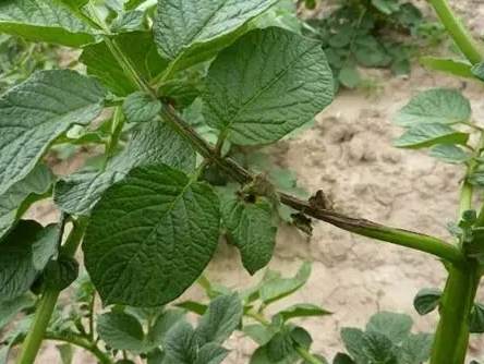 晚疫病治療方法