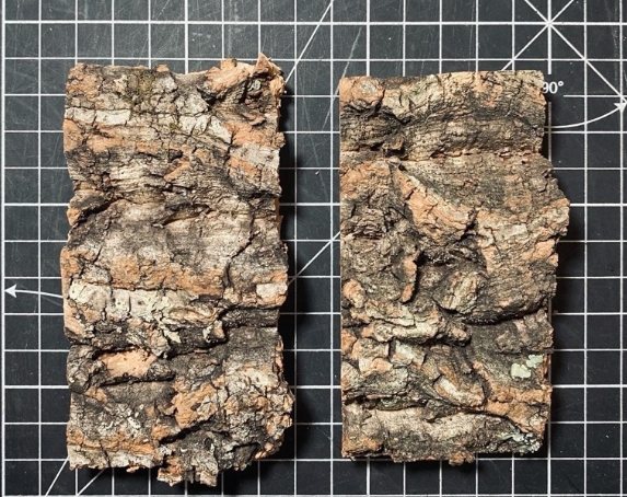 樹皮介質發霉原因 樹皮介質發霉原因