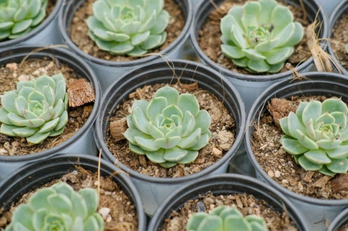 多肉植物葉子皺縮 多肉植物葉子皺縮
