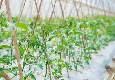 台灣番茄種植技巧 台灣番茄種植技巧