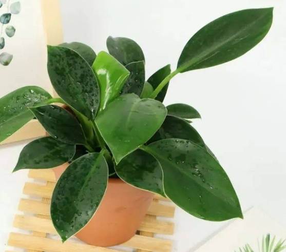 金鑽綠公主植物風水