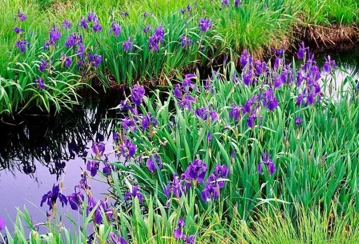 植物養護水質 植物養護水質