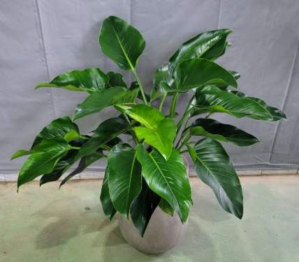 金鑽綠公主植物照顧