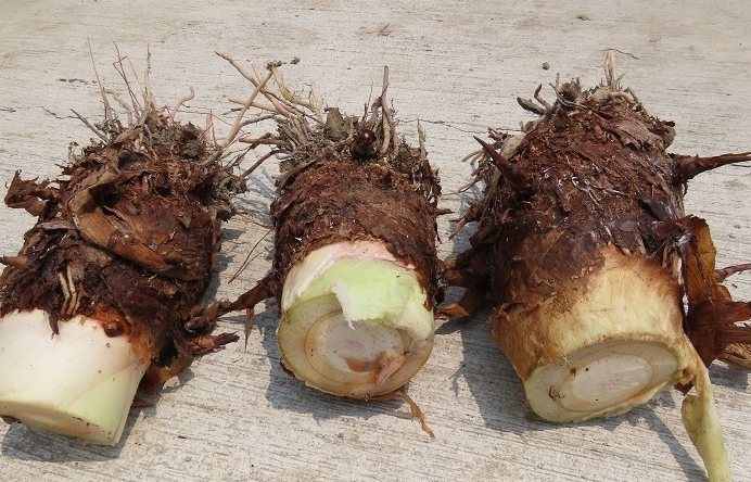 芋頭髮芽可以吃嗎