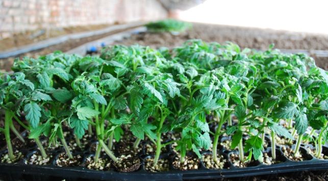 西红柿育苗最佳温度 西红柿育苗最佳温度