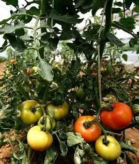 番茄鈣肥使用 番茄鈣肥使用