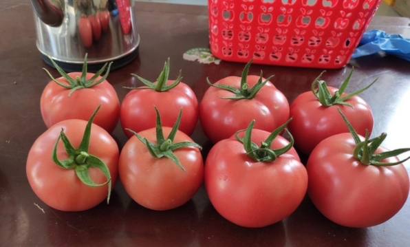 番茄牛奶副作用 番茄牛奶副作用