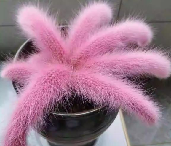 盆栽長毛問題解決