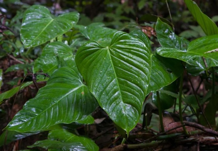 喜林芋種植方法