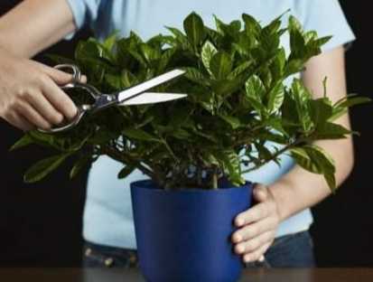 盆栽維護修剪 盆栽維護修剪