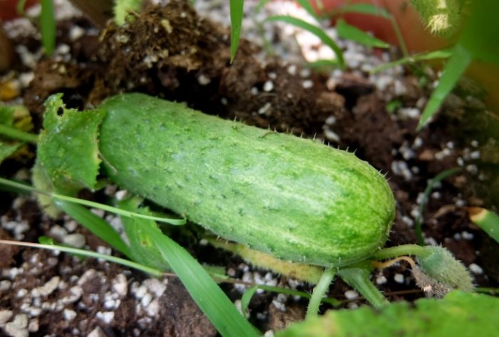 黃瓜生長溫度 黃瓜生長溫度