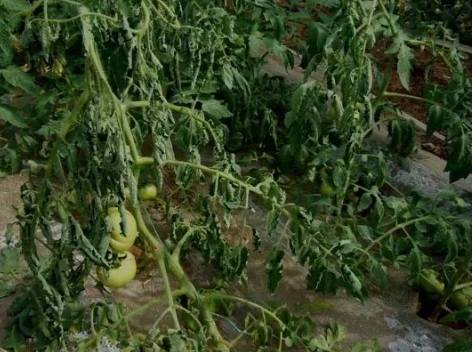 有機番茄蟲害控制