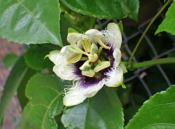 雞蛋果病虫害防治 雞蛋果病虫害防治