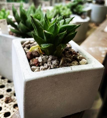 水泥盆鹼性處理 水泥盆鹼性處理