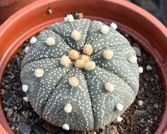 多肉植物凹陷原因