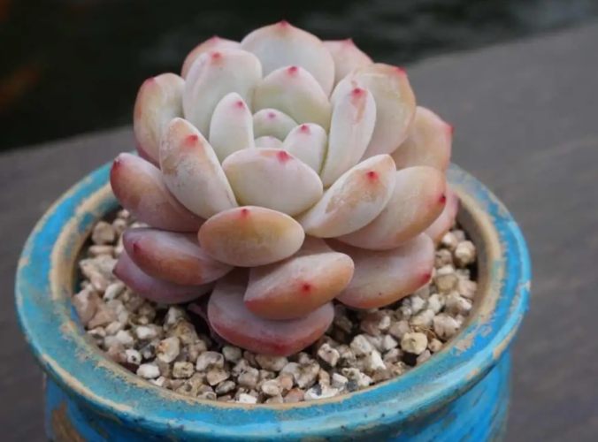 多肉葉片變皺處理 多肉葉片變皺處理