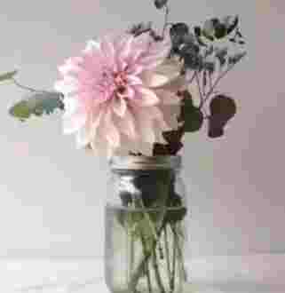 水培花卉推薦