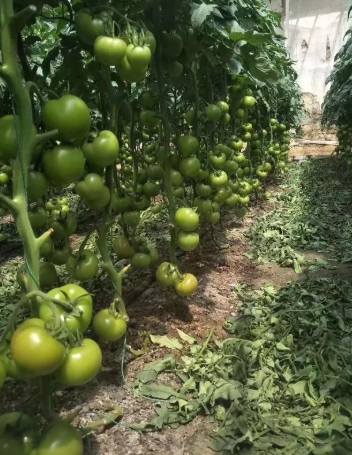 番茄種植技巧 番茄種植技巧