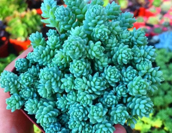 多肉植物葉子皺縮 多肉植物葉子皺縮