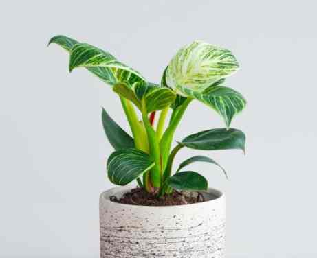 紅苞喜林芋養護 紅苞喜林芋養護