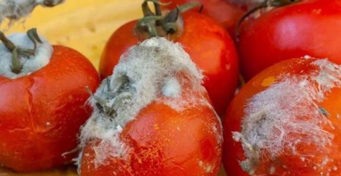 爛番茄可以吃嗎