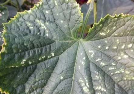 小黃瓜種植問題