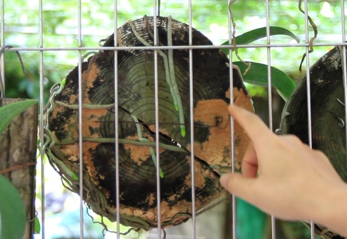 樹皮介質發霉原因 樹皮介質發霉原因