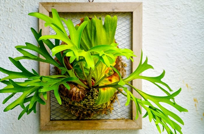 鹿角蕨分株方法