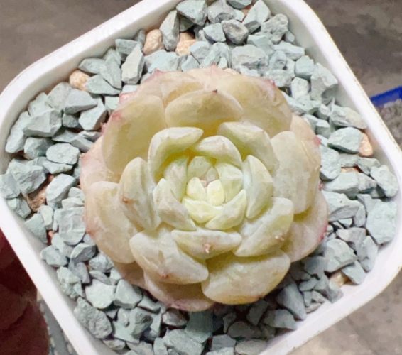 兜多肉種植技巧