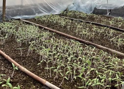 小番茄種子發芽技巧