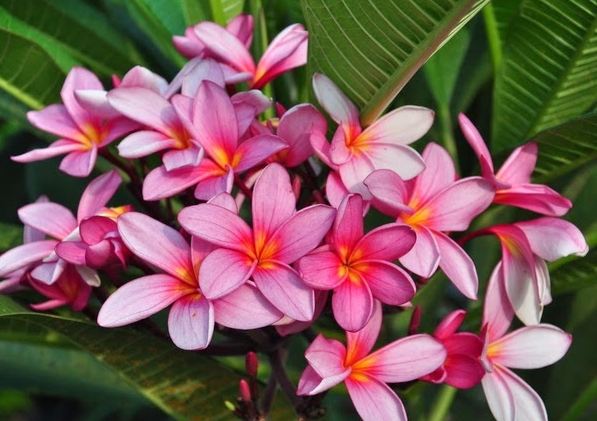 雞蛋花毒性 雞蛋花毒性