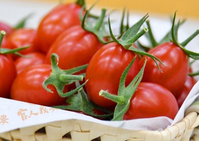 小番茄種植條件