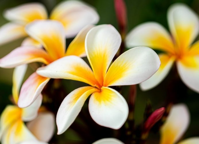 雞蛋花養護 雞蛋花養護