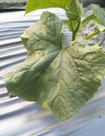 小黃瓜葉子變黃原因