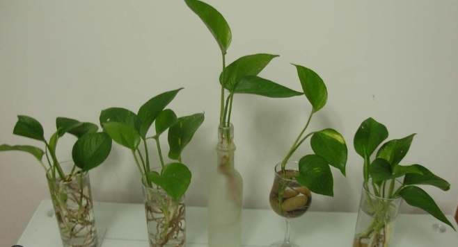 黃金葛根修剪 黃金葛根修剪