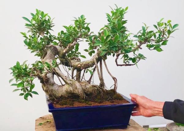 盆景修剪 盆景修剪