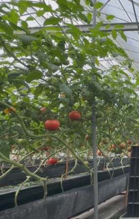 牛番茄栽培 牛番茄栽培