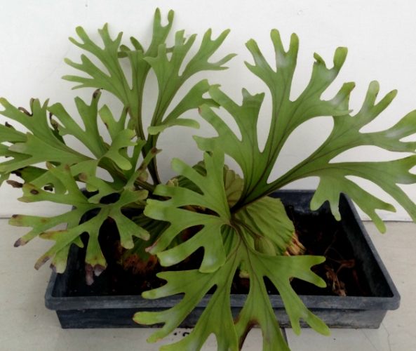 鹿角蕨分株方法