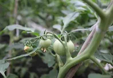 番茄缺鈣防治 番茄缺鈣防治