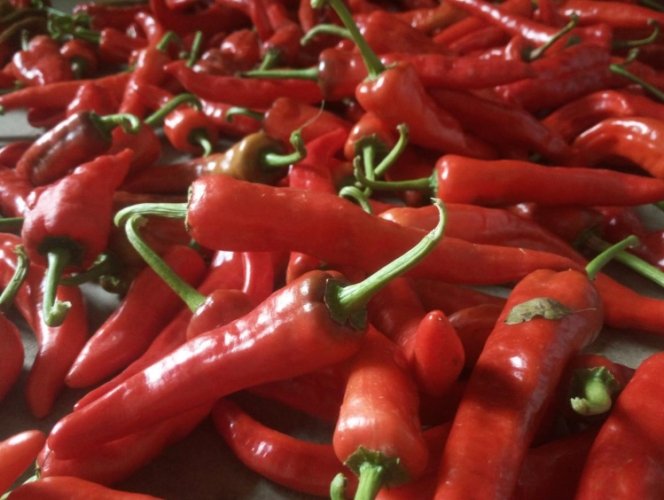 辣椒過度澆水症狀 辣椒過度澆水症狀