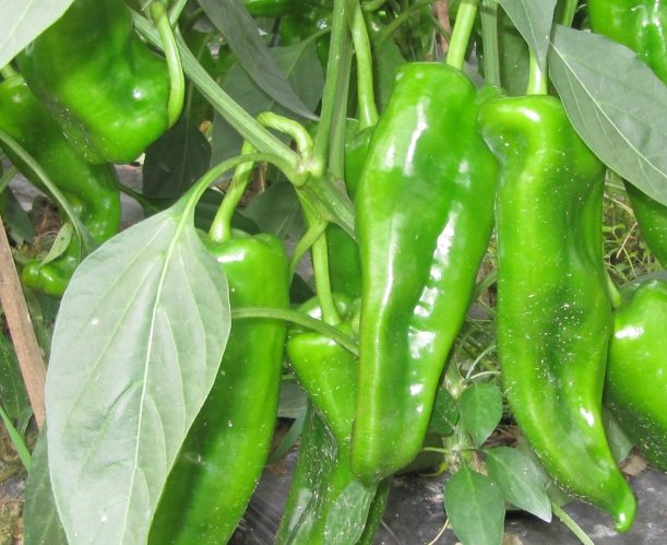 辣椒開花期管理