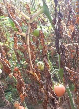 番茄病害防治 番茄病害防治