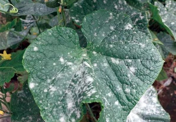小黃瓜白粉病症状