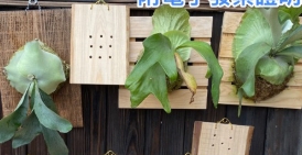 鹿角蕨木板材質