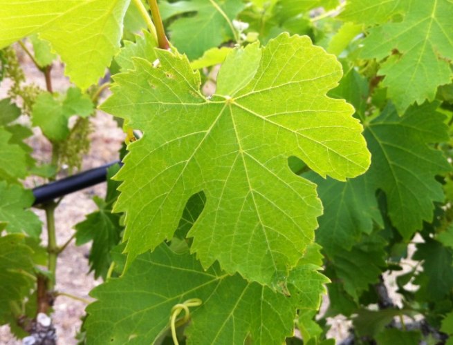 樹木下垂處理 樹木下垂處理