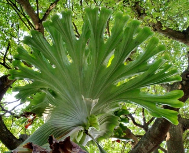 鹿角蕨分株方法